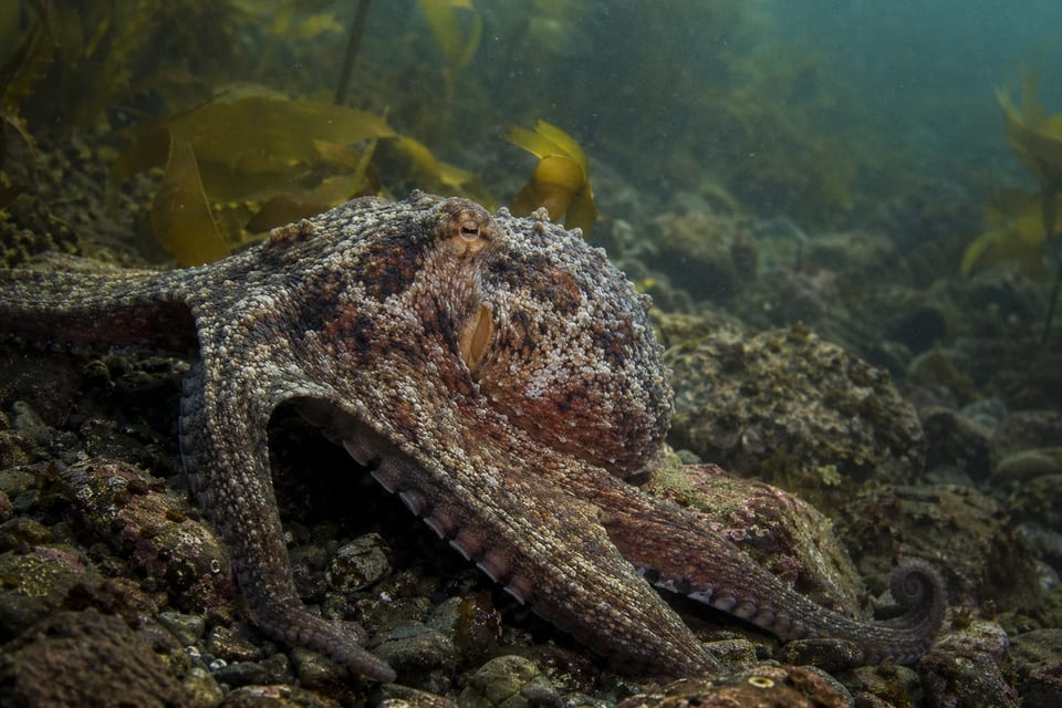 ocean animals featured image