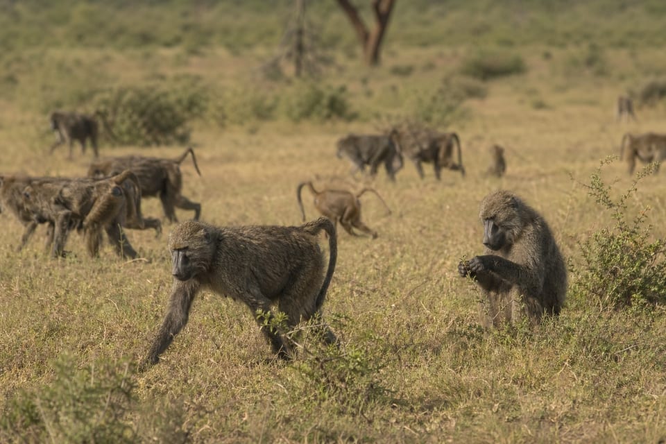 Olive baboon featured image