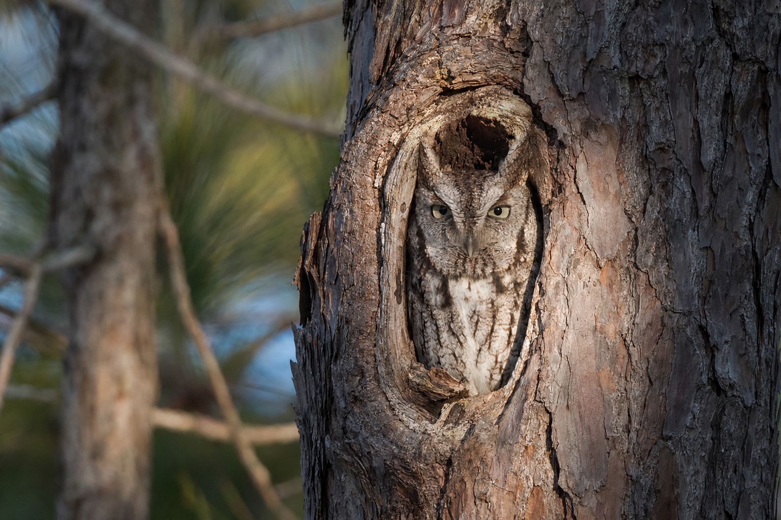 owls in Florida featured image