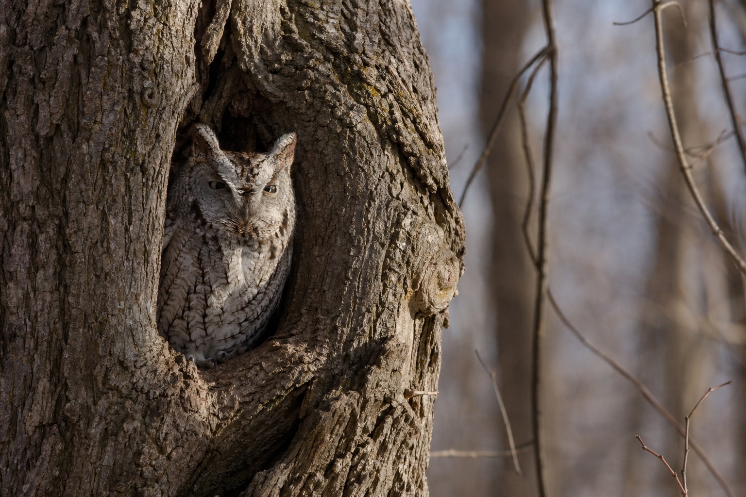 Owls in michigan featured image