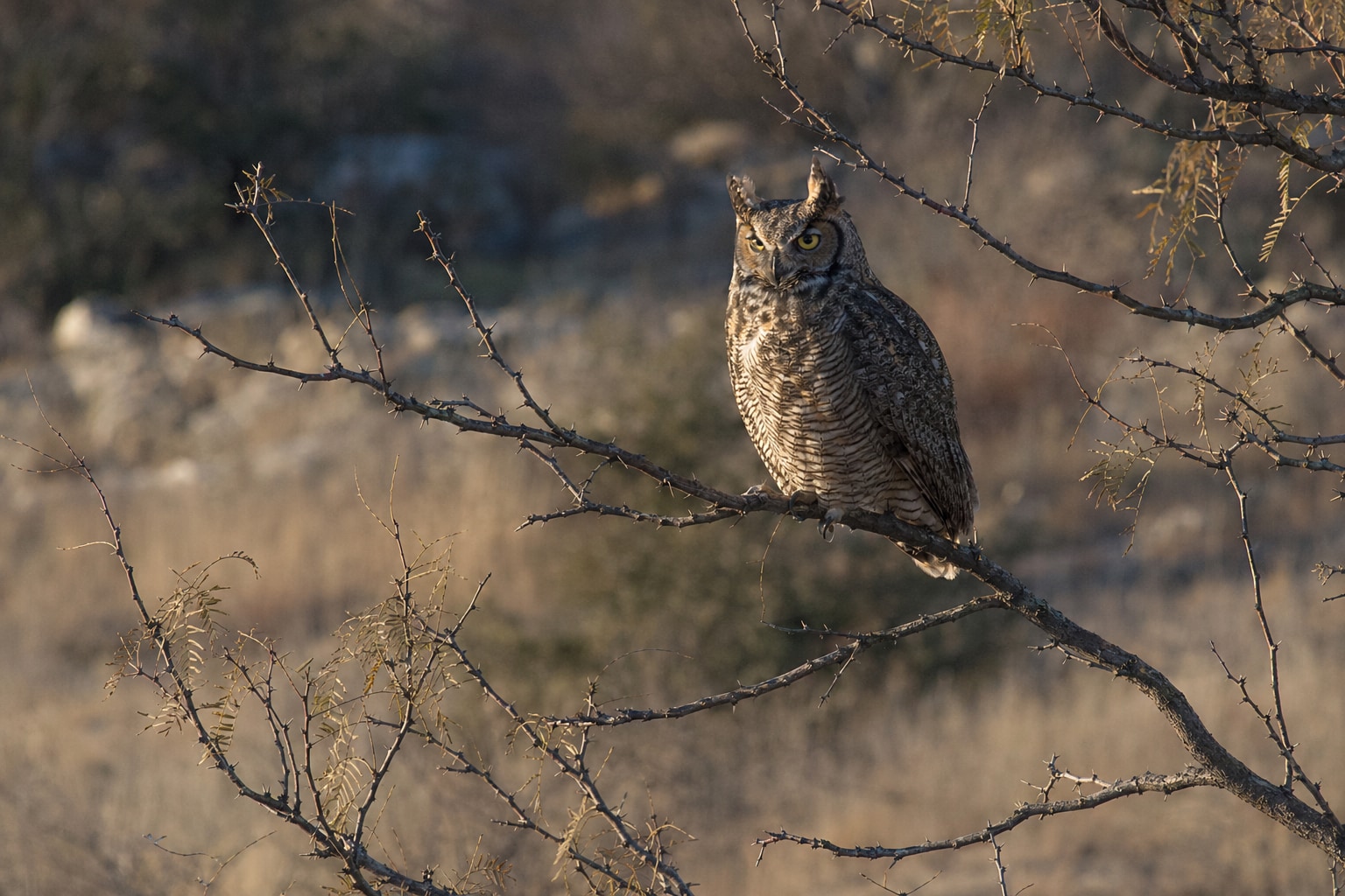 Owls in Texas featured image