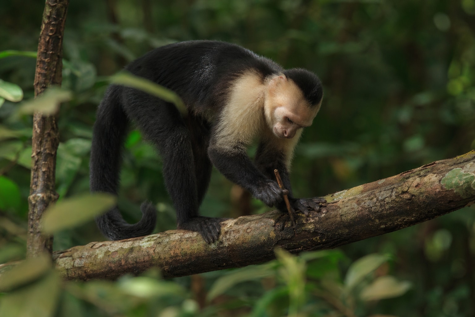 Panamanian white-faced capuchin featured image