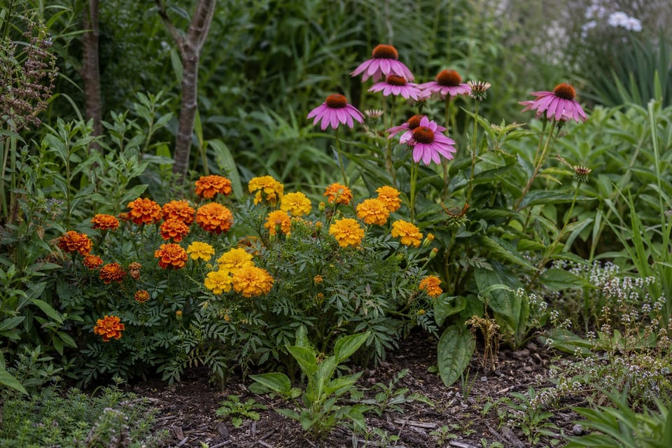 perennial vs annual featured image