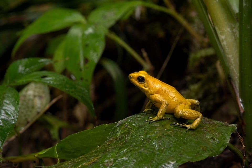 poisonous frogs featured image