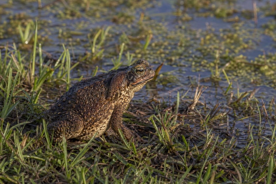 poisonous frogs in Florida featured photo