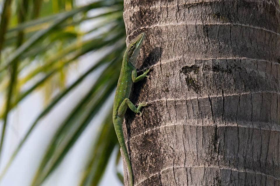 poisonous lizards in Florida featured image