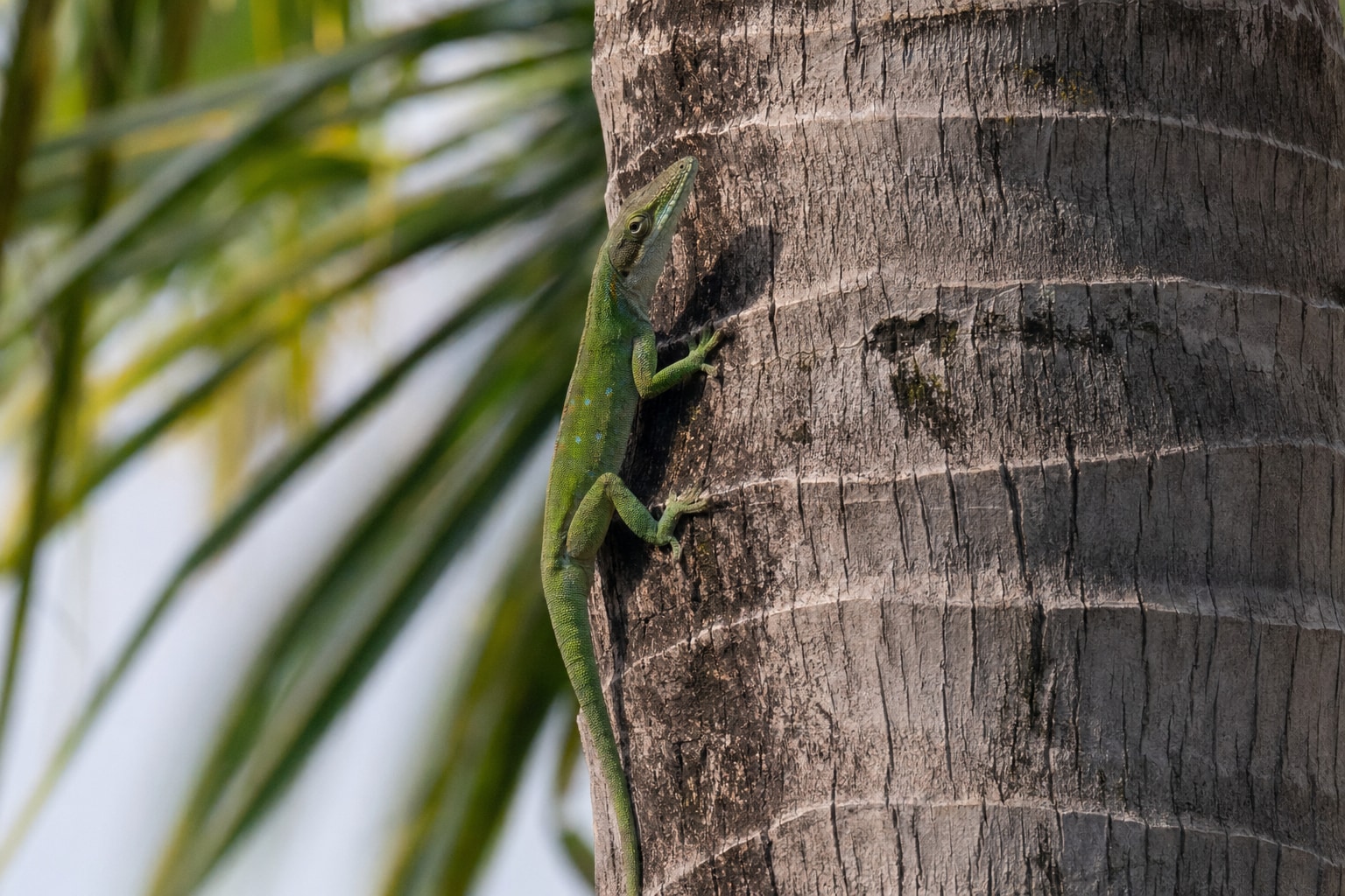 poisonous lizards in Florida featured image