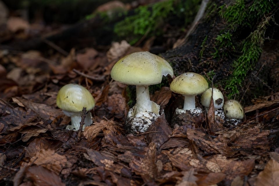 poisonous mushrooms featured image