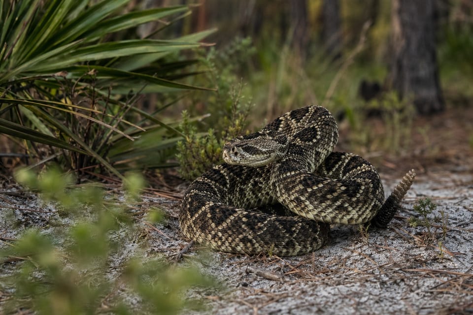 poisonous snakes in Georgia featured image