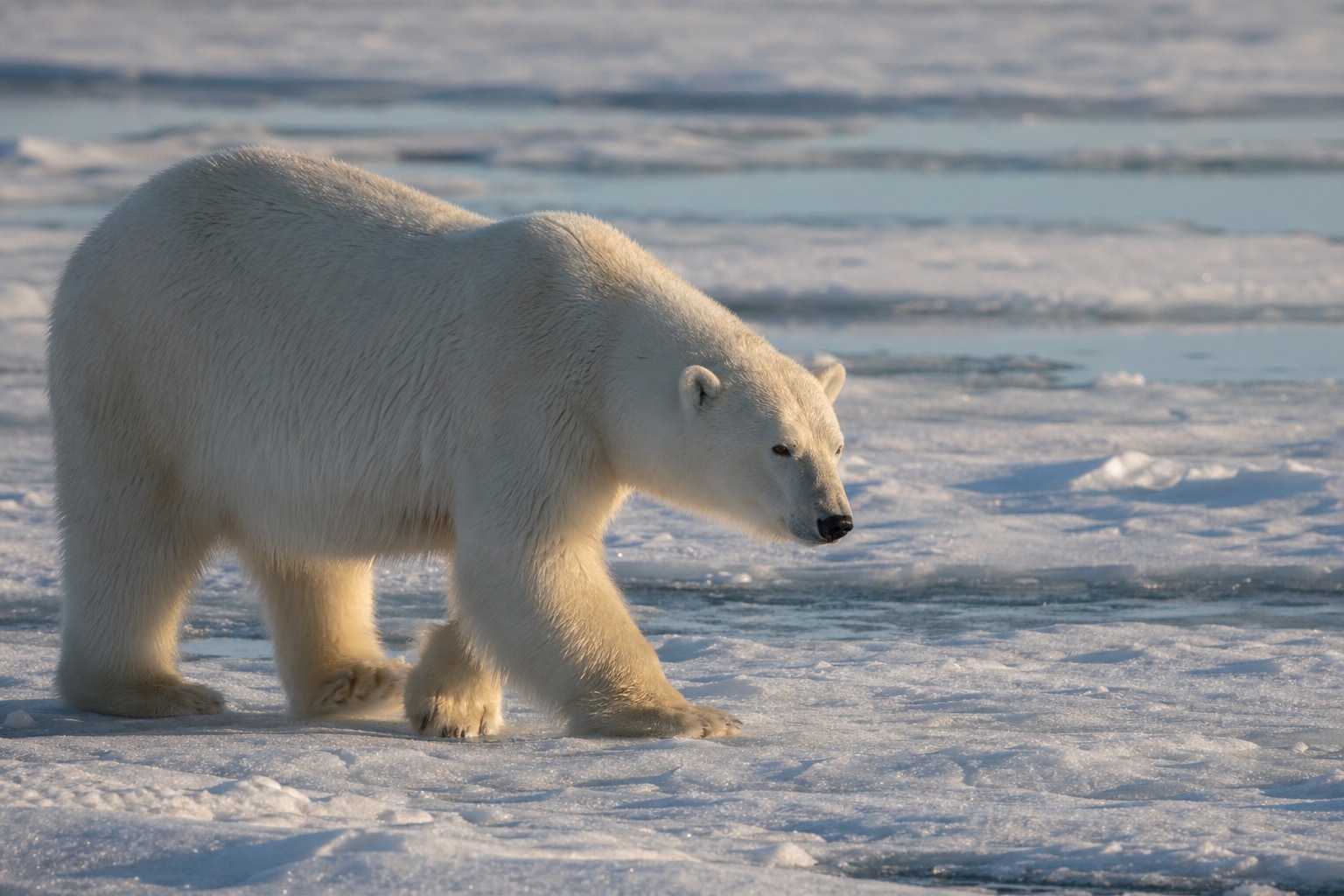 polar bears in Alaska Featured Photo