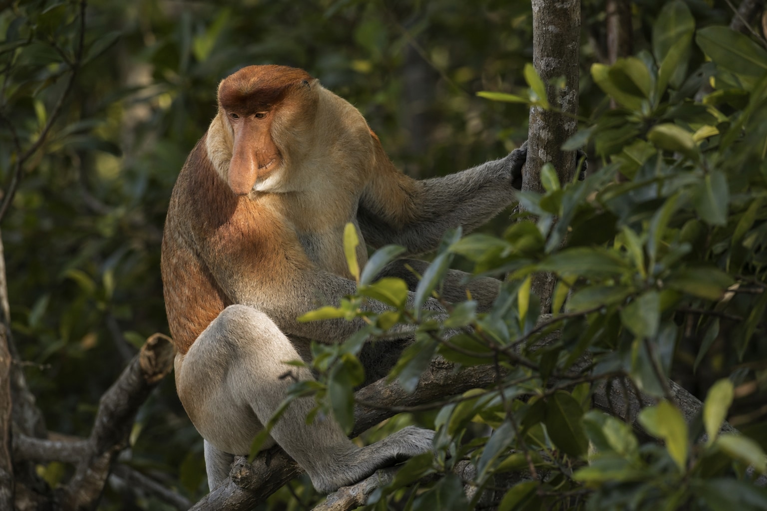 Proboscis monkey featured image