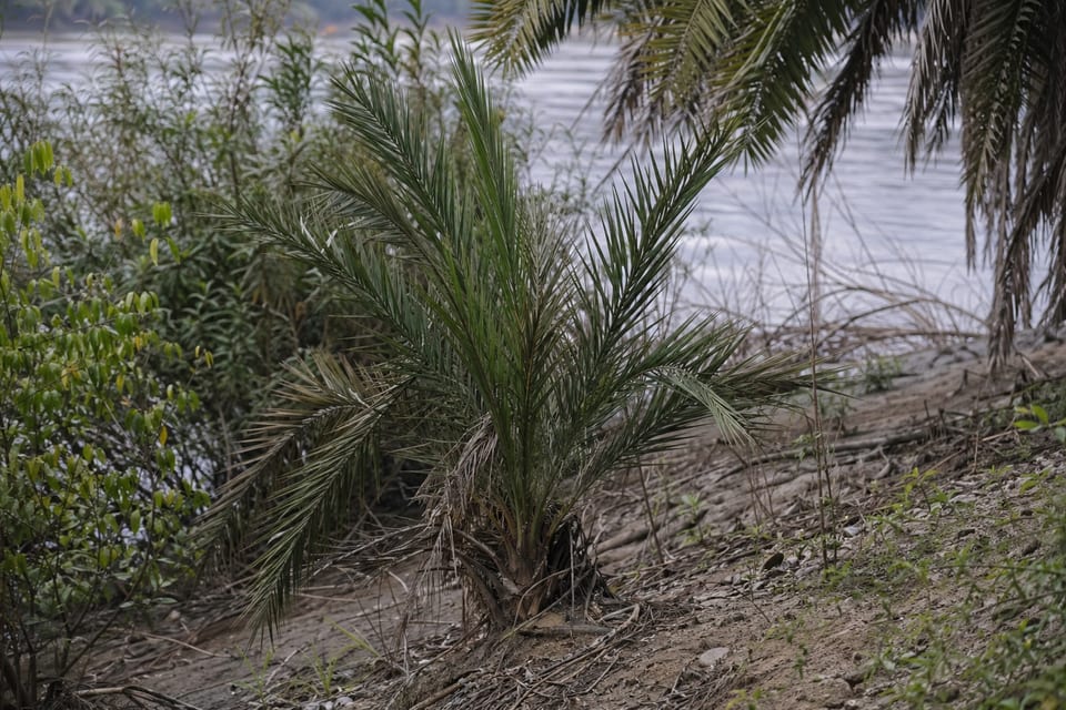 Pygmy date palm featured image