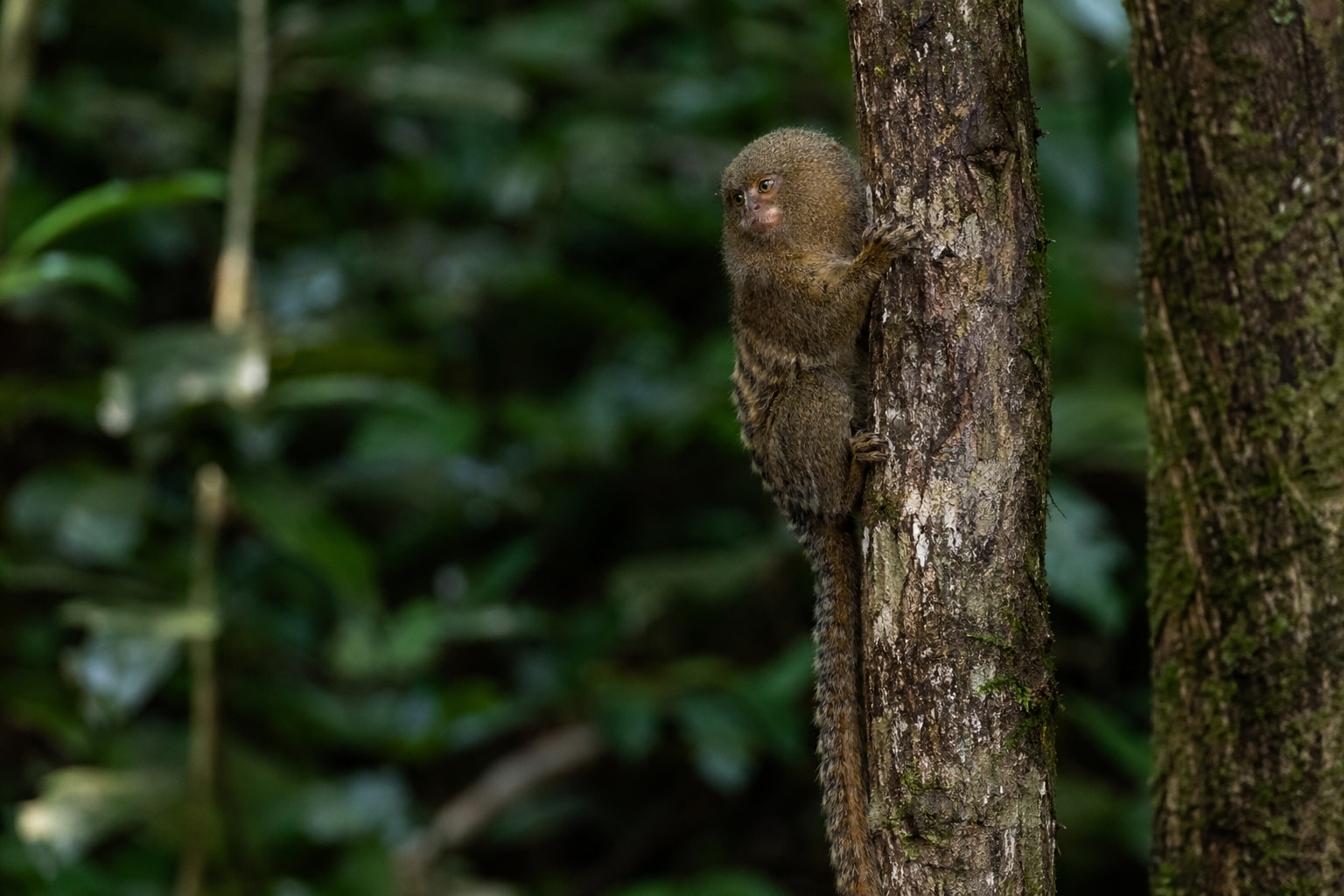 Pygmy marmoset featured image