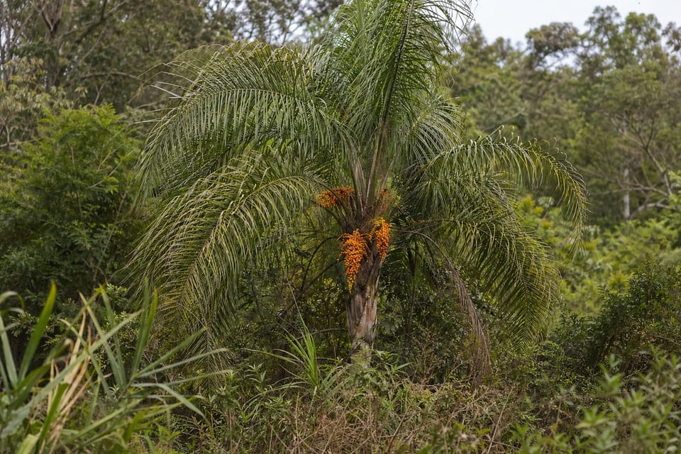 queen palm featured image