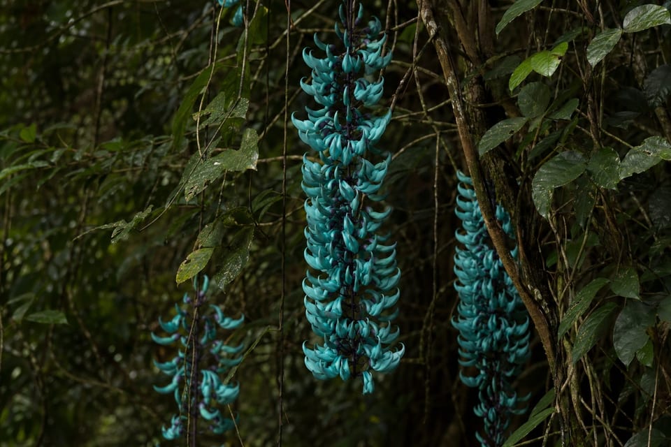 rare flowers featured image