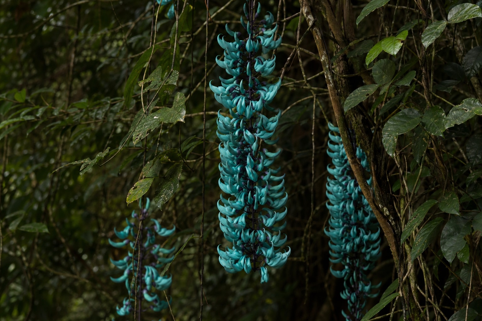 rare flowers featured image