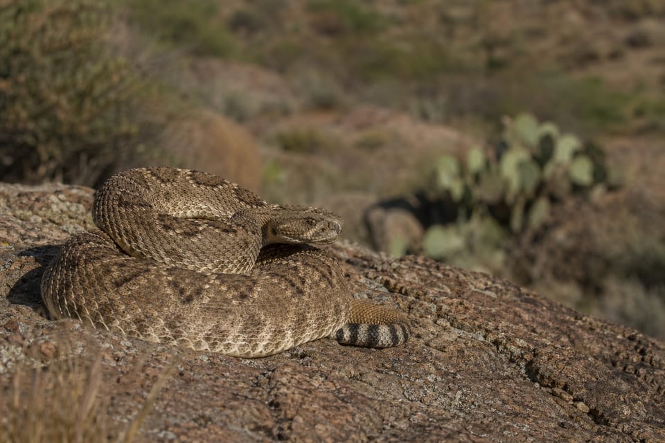 rattlesnakes in Arizona featured image