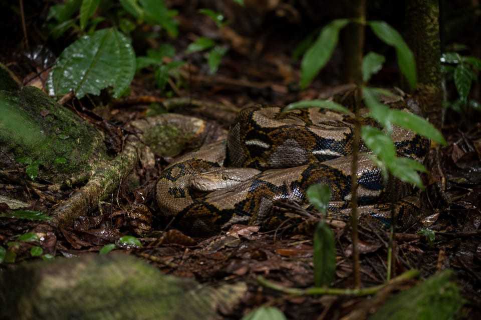 reticulated python featured photo