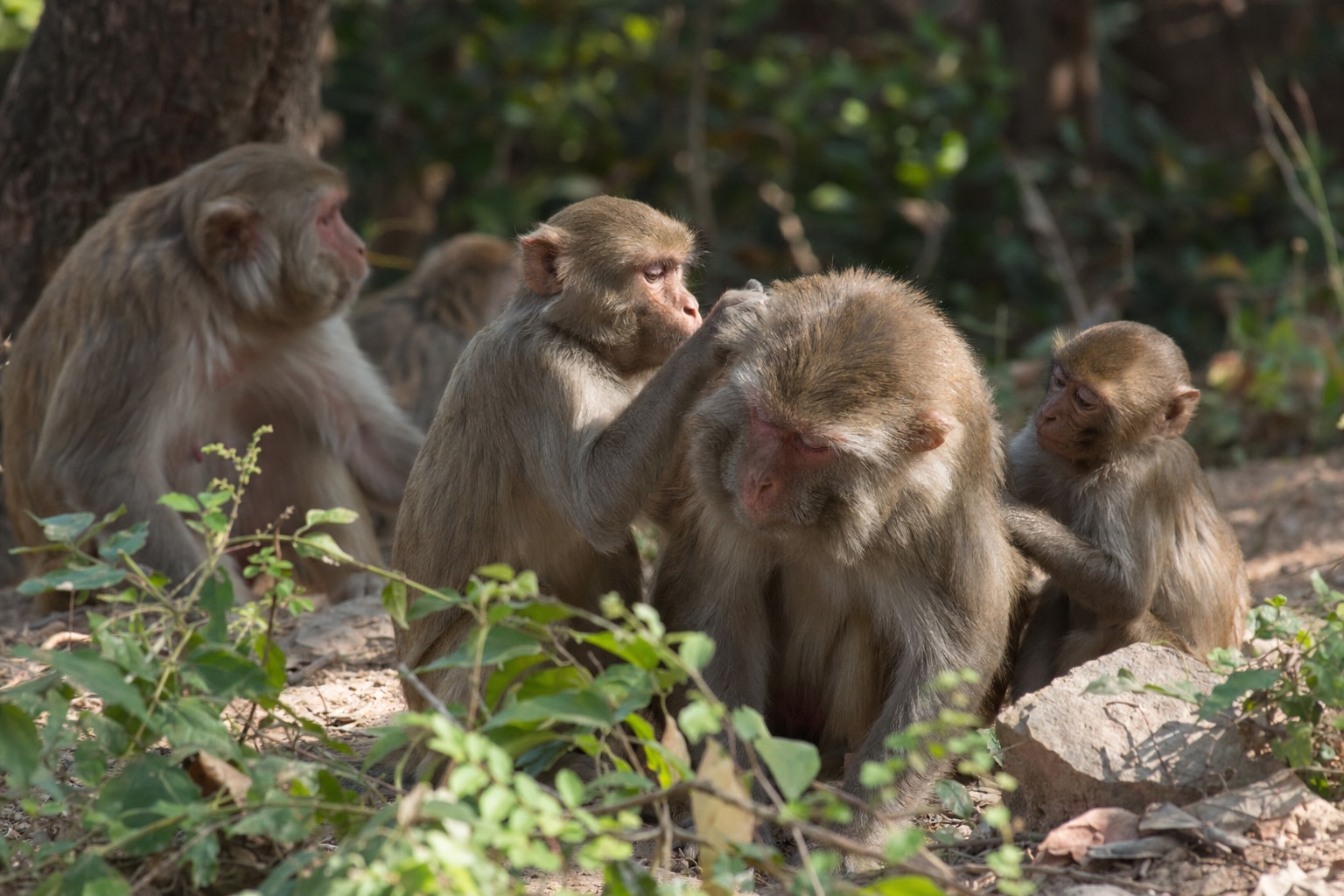 Rhesus macaque featured image