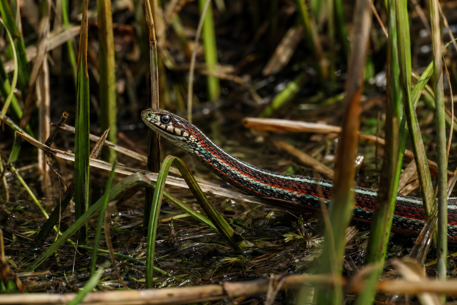 San Francisco garter snake featured image