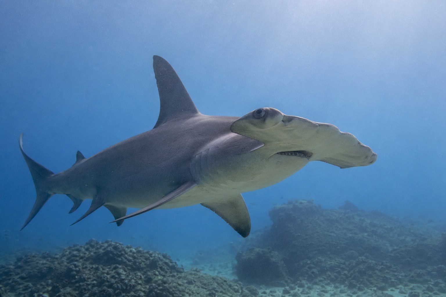 Scalloped hammerhead featured image