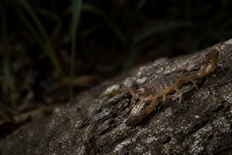 Scorpions in Florida featured image