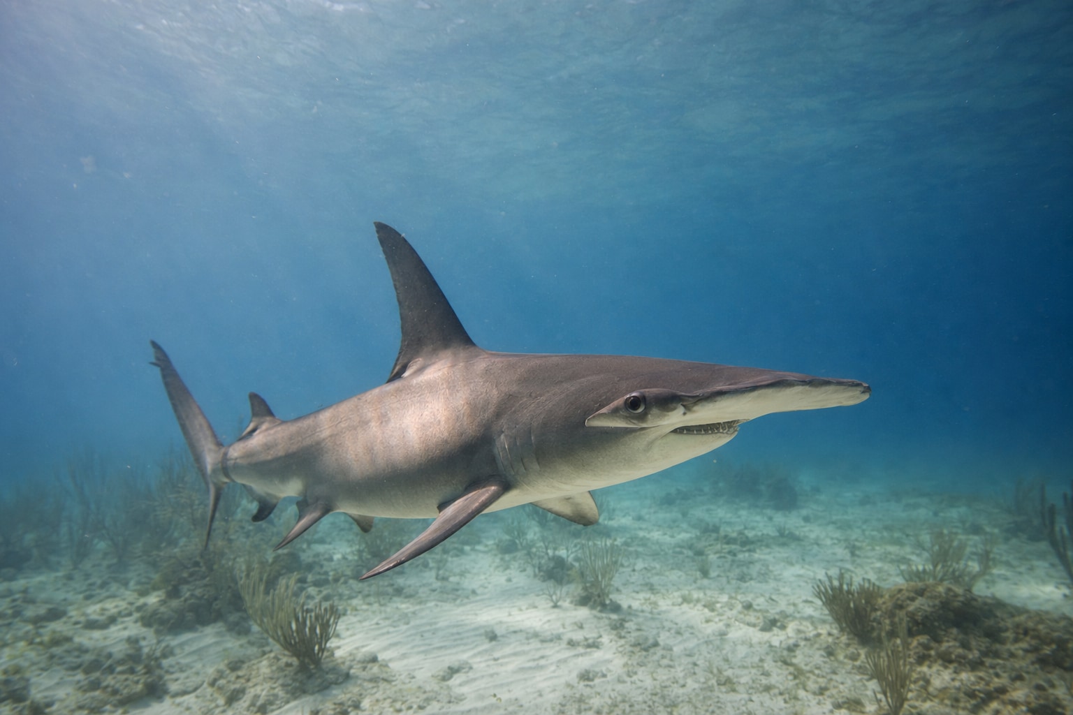 Sharks in florida featured photo