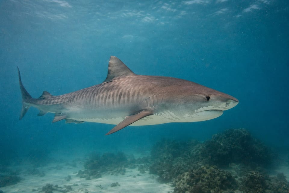 Sharks in Hawaii featured photo