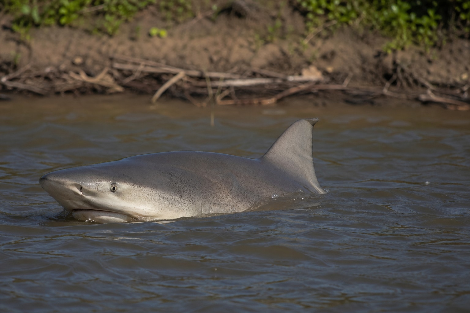 Sharks in Lake Michigan featured image