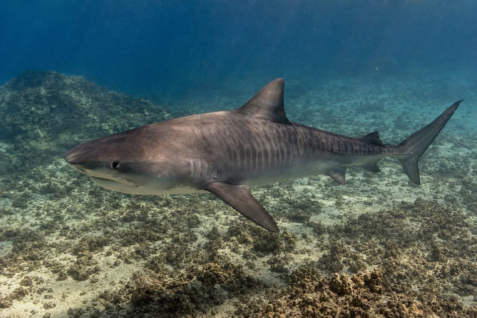 sharks in Maui featured photo