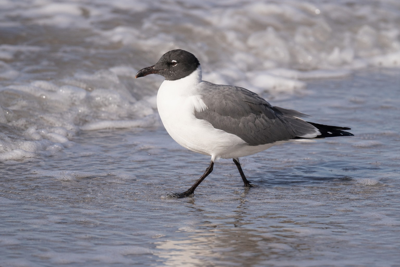 Shore birds of Florida featured image