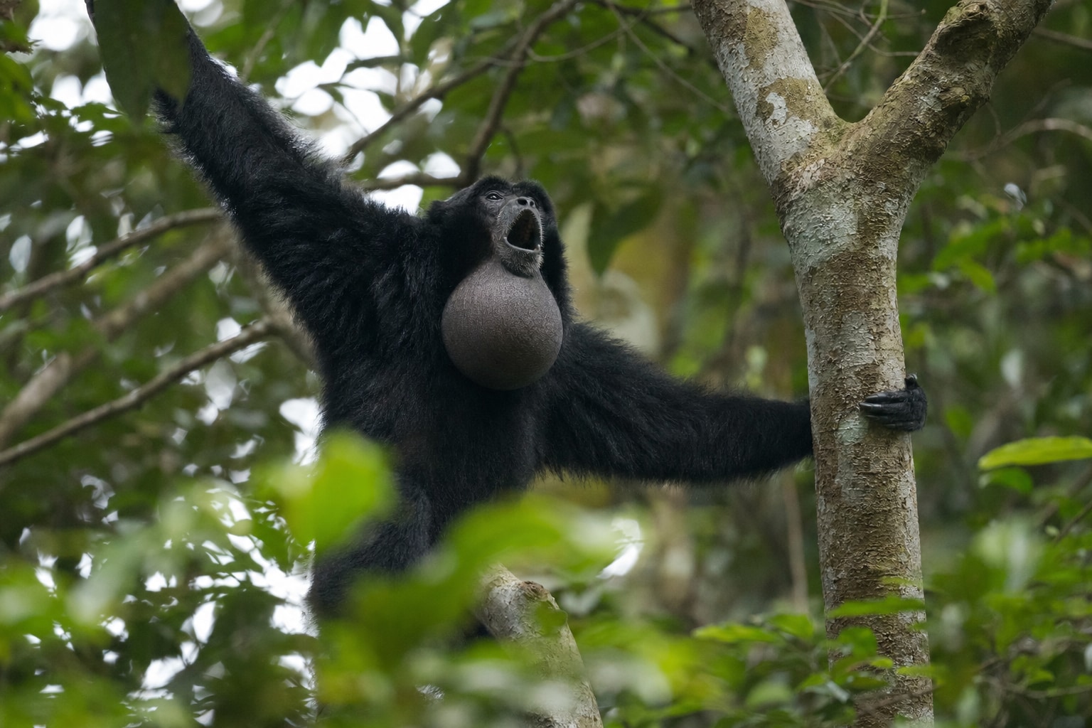 siamang featured image
