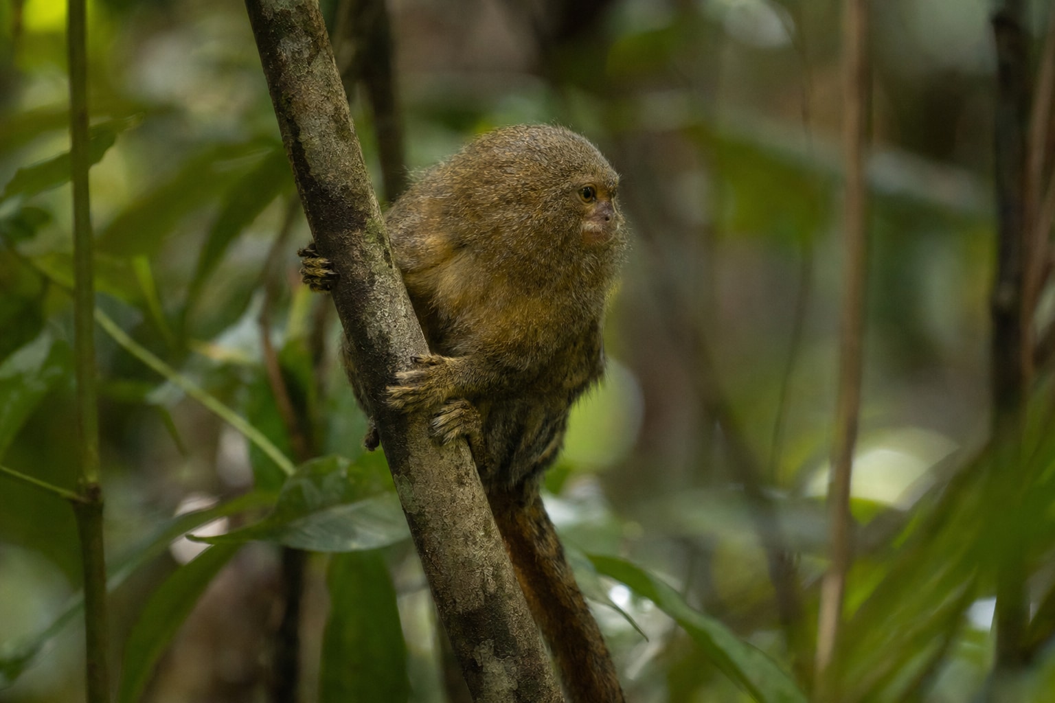 smallest monkey in the world featured photo