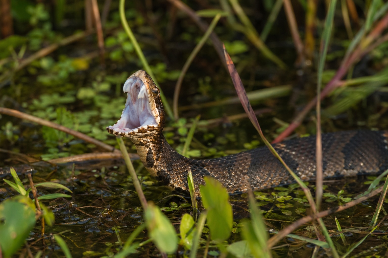 Snakes in florida featured image