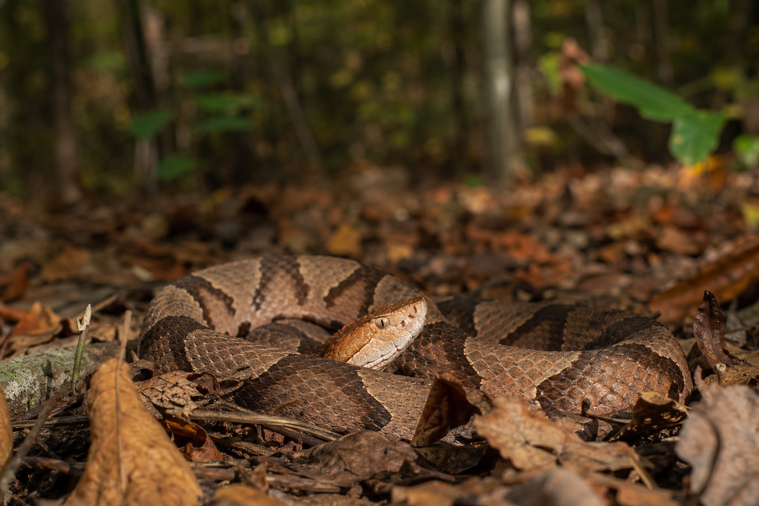 snakes in Georgia featured image