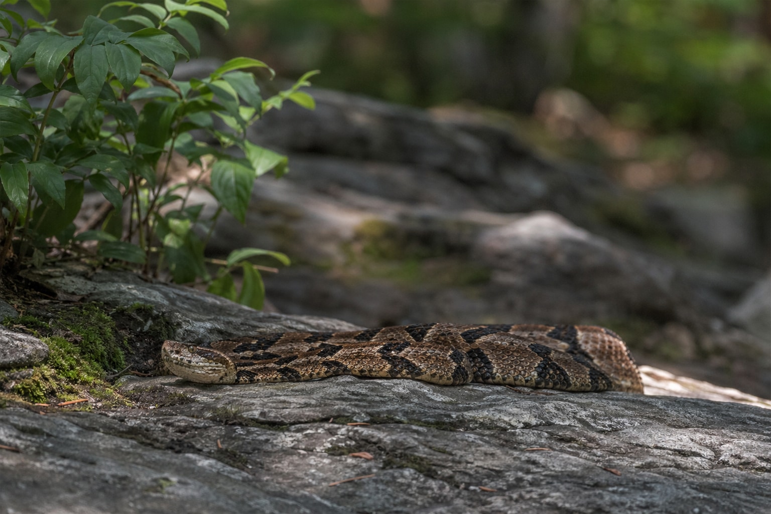 Snakes in Massachusetts featured image