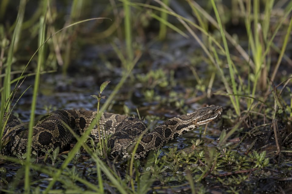 snakes in Michigan featured image