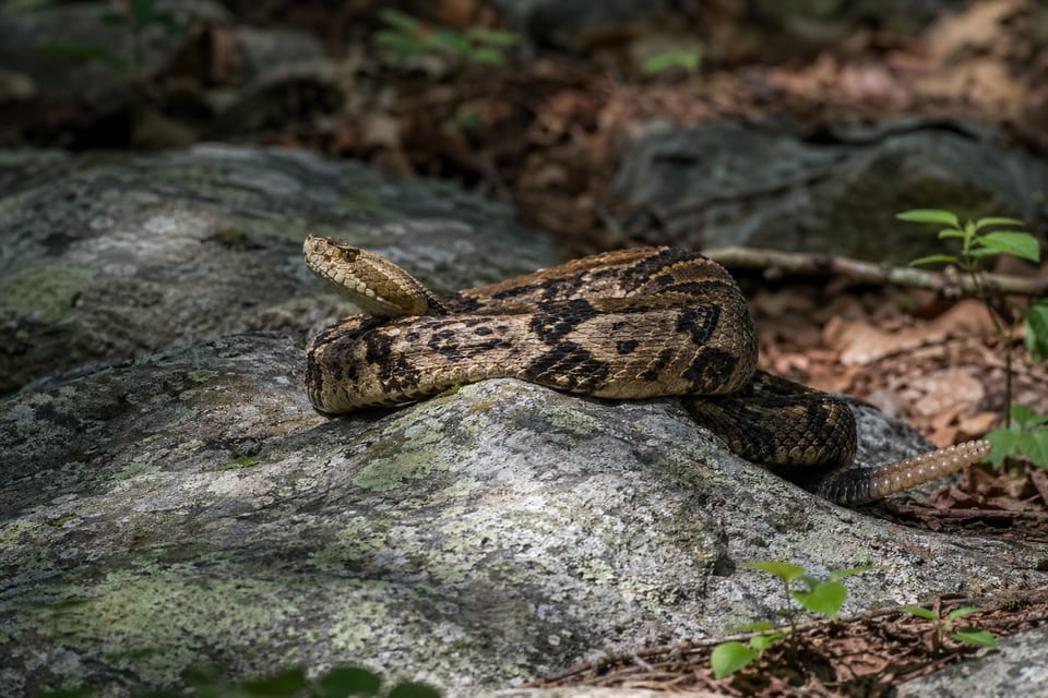 Snakes in New Hampshire featured image