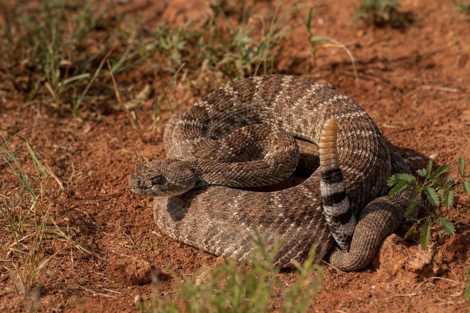 snakes in Oklahoma featured image