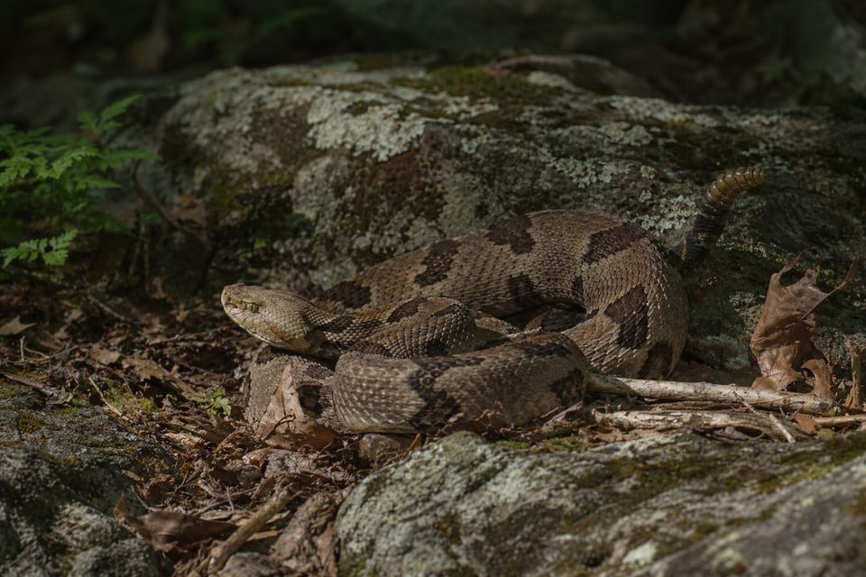 snakes in Pennsylvania featured photo