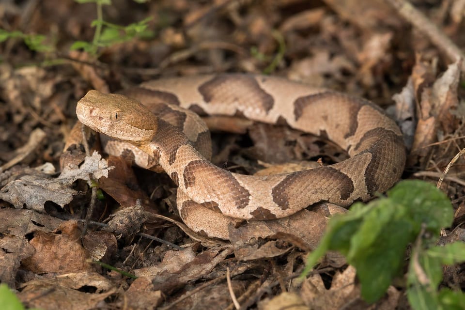Snakes in Tennessee featured image