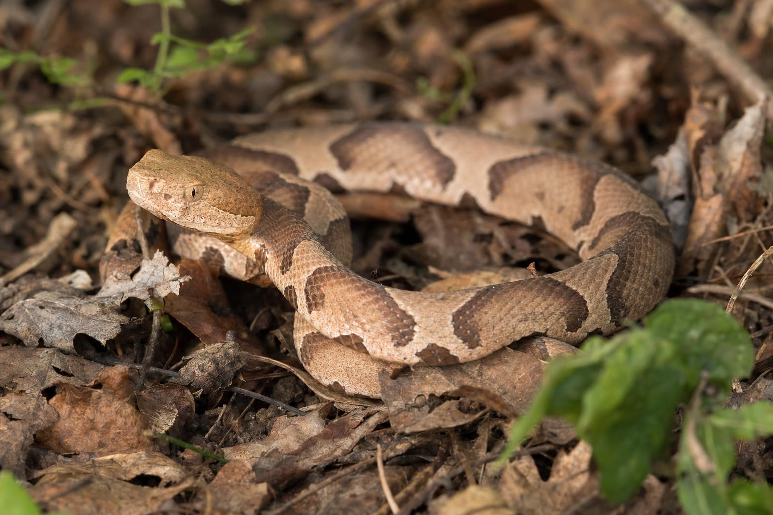 Snakes in Tennessee featured image