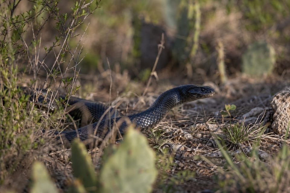 Snakes in Texas Ieatured photo