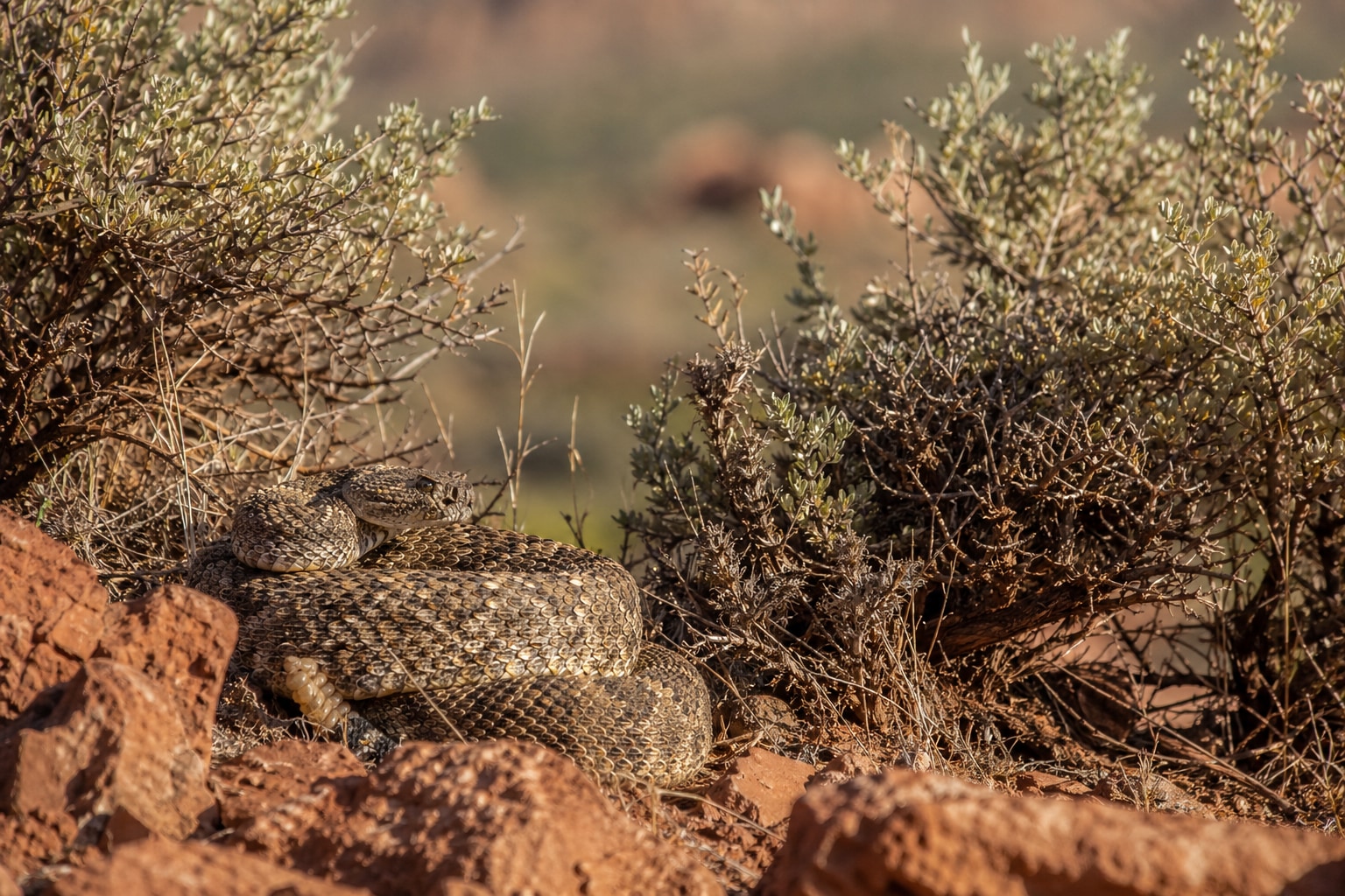 Snakes in Utah featured image