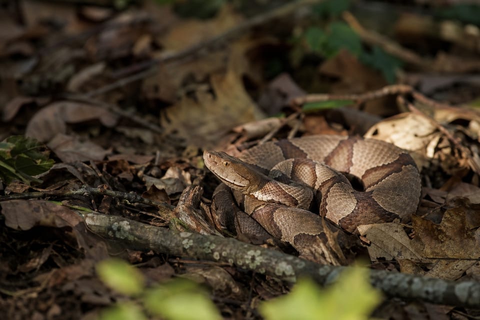 Snakes in virginia featured image
