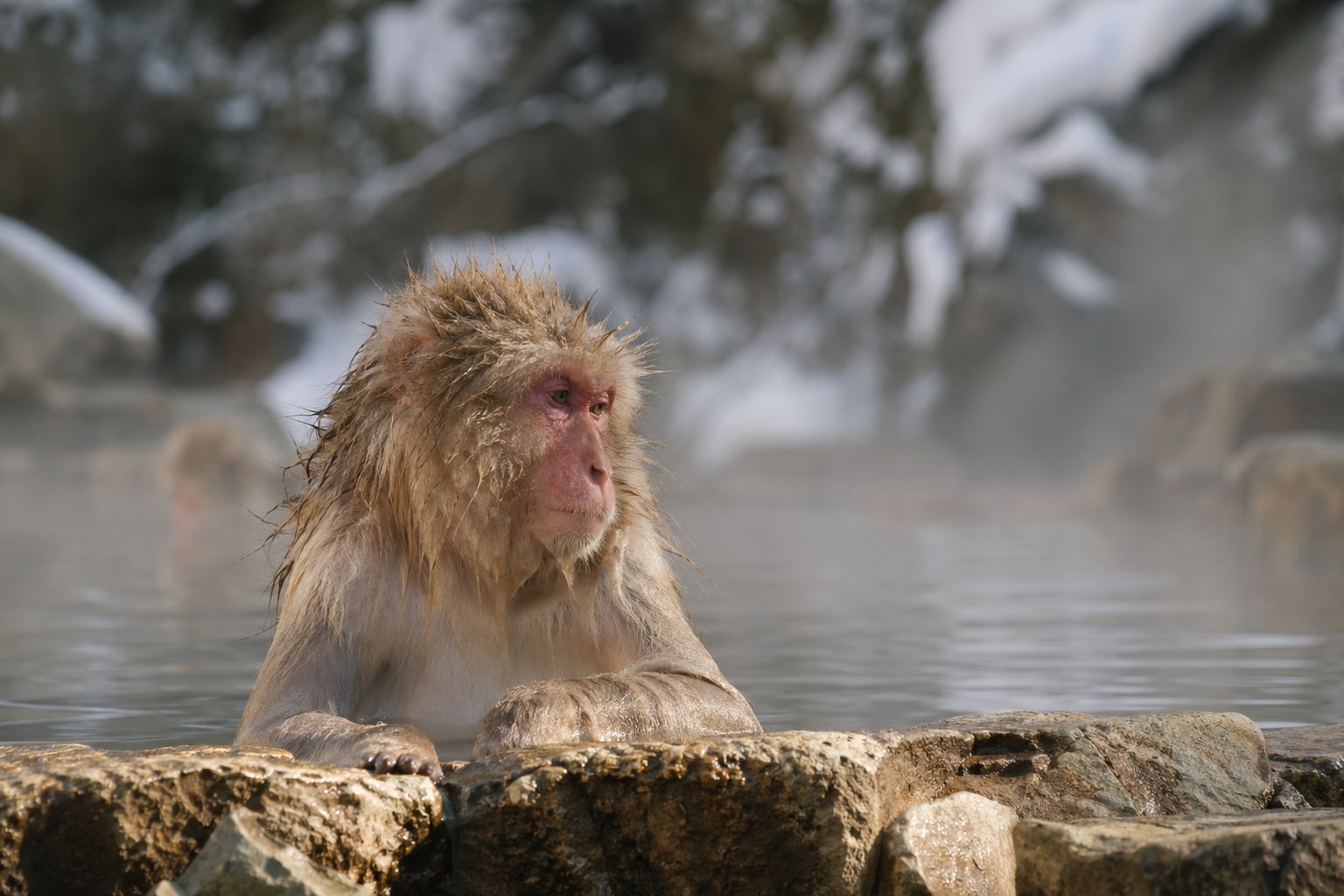 Snow monkey featured image