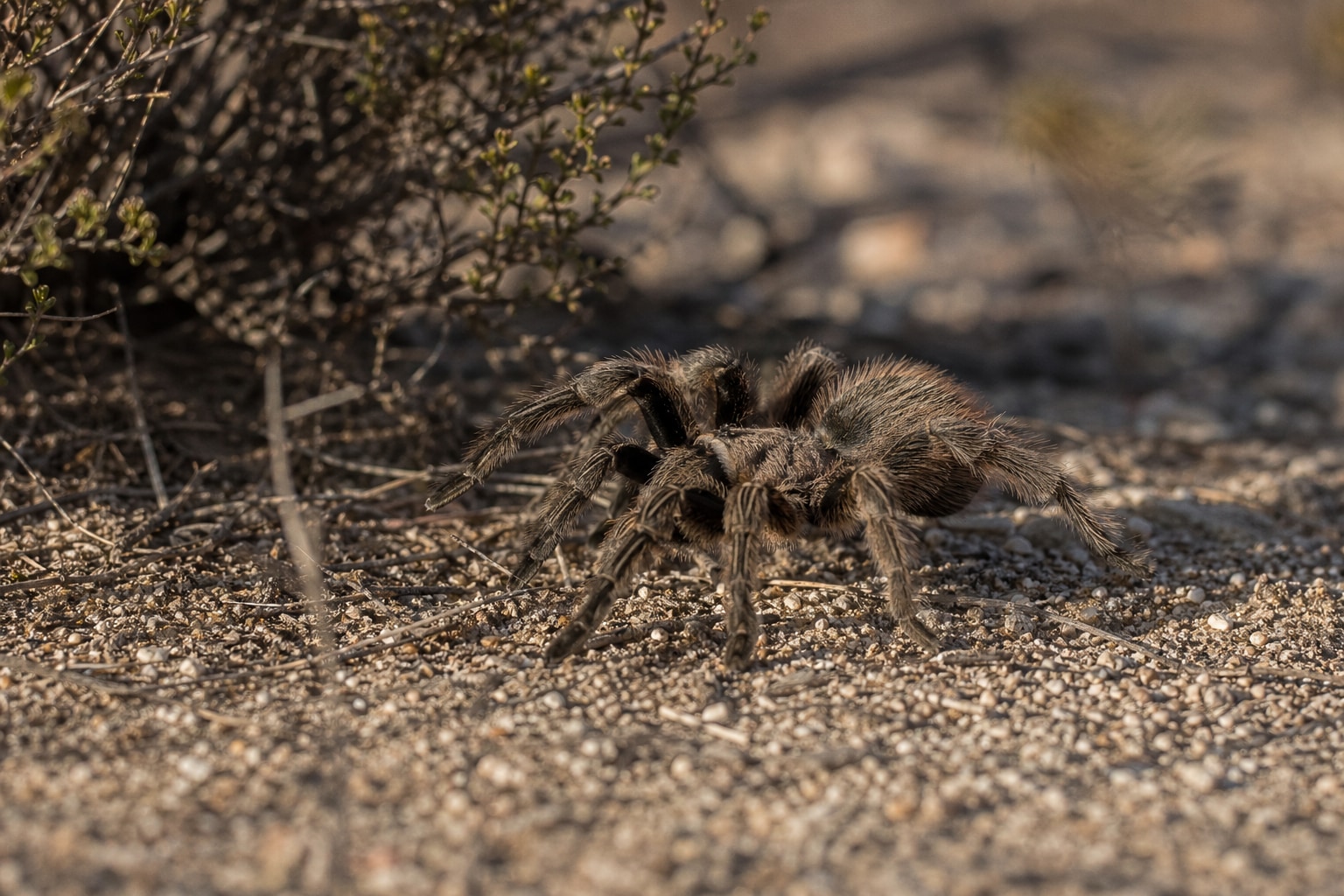 Spiders in arizona featured image