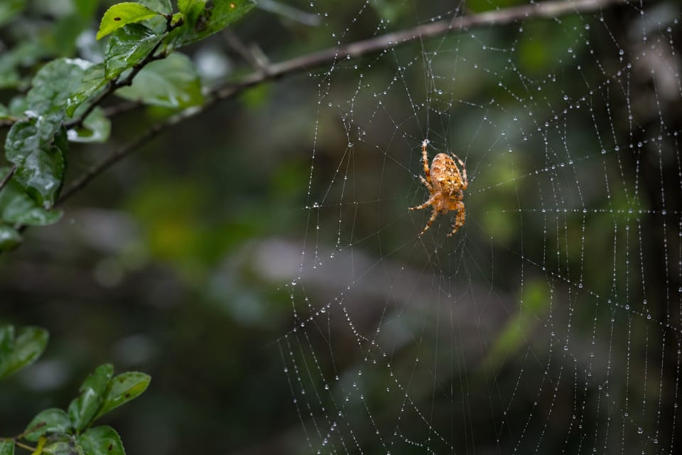 Spiders in Arkansas featured image