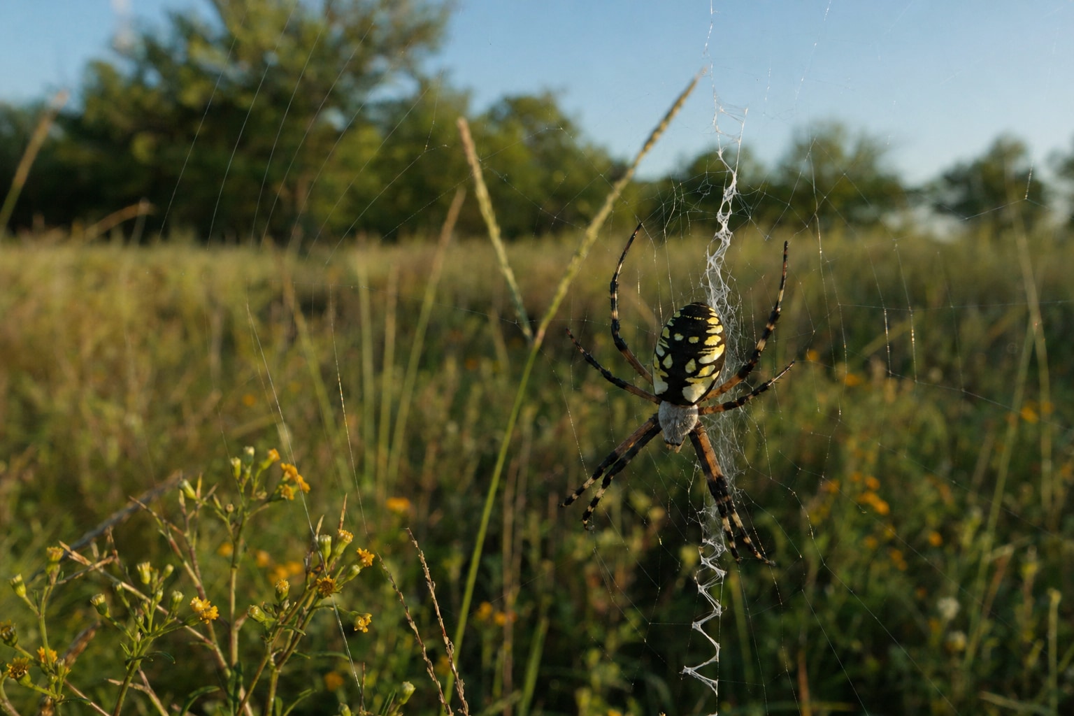 spiders in Texas infographic