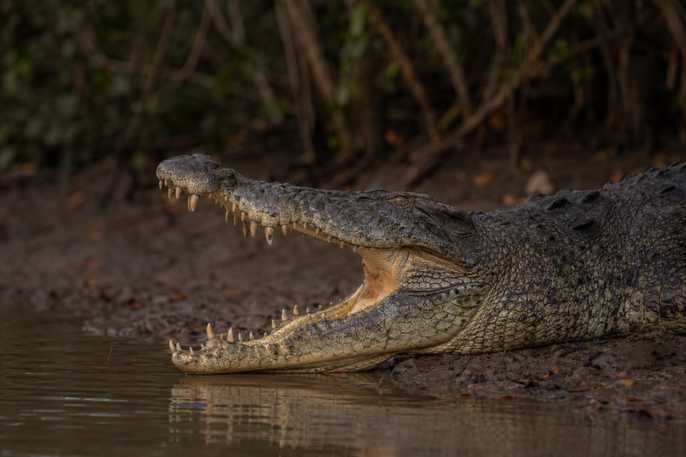 strongest bite force featured photo